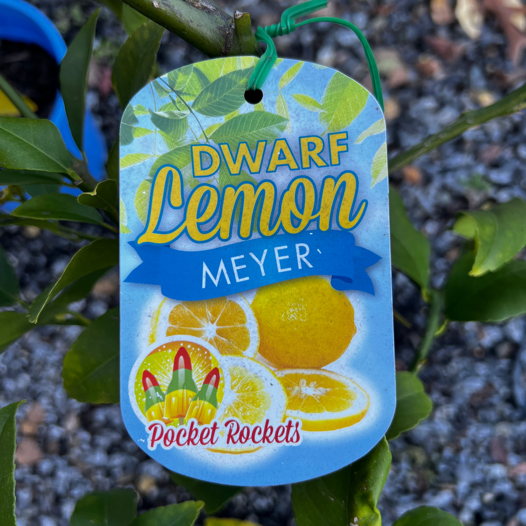 Lemon Meyer Dwarf - 20cm Pot