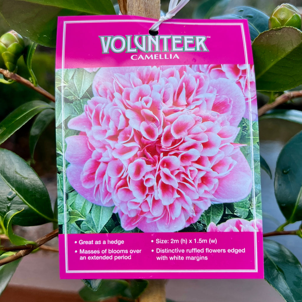 Camellia Volunteer - 30cm Pot