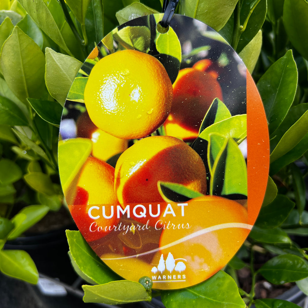 Cumquat Courtyard - 25cm Pot