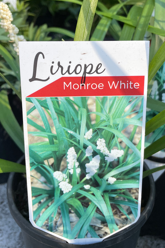 Liriope Muscari White - 14cm Pot