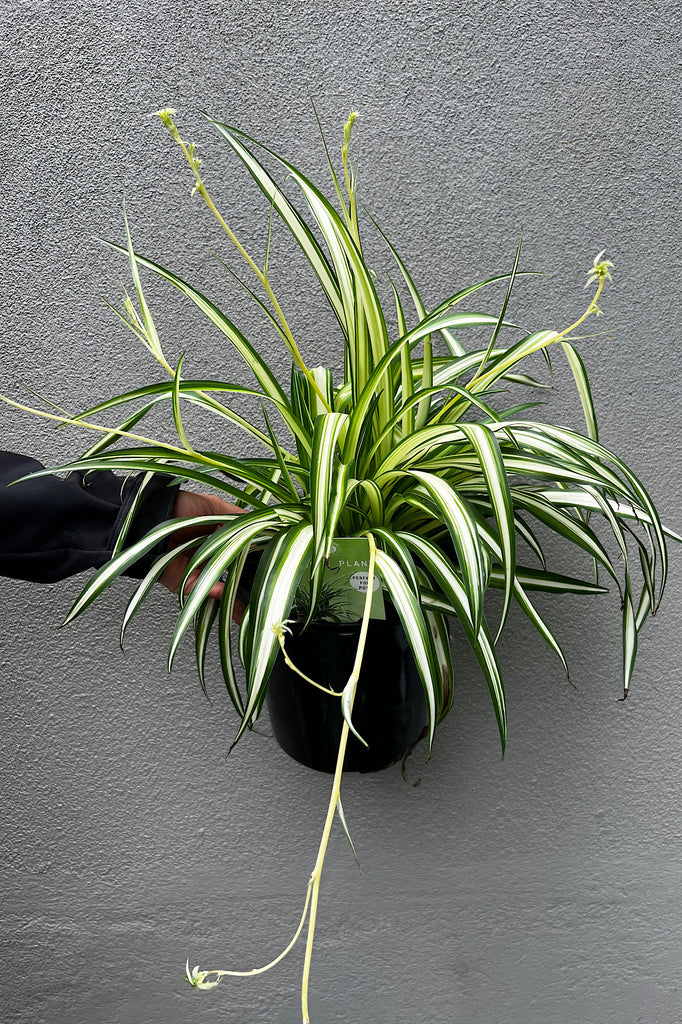 Spider Plant - 20cm Pot