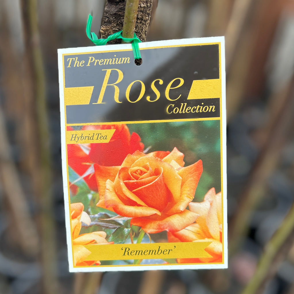 Standard Rose Remember - 90cm/3ft | 20cm Pot