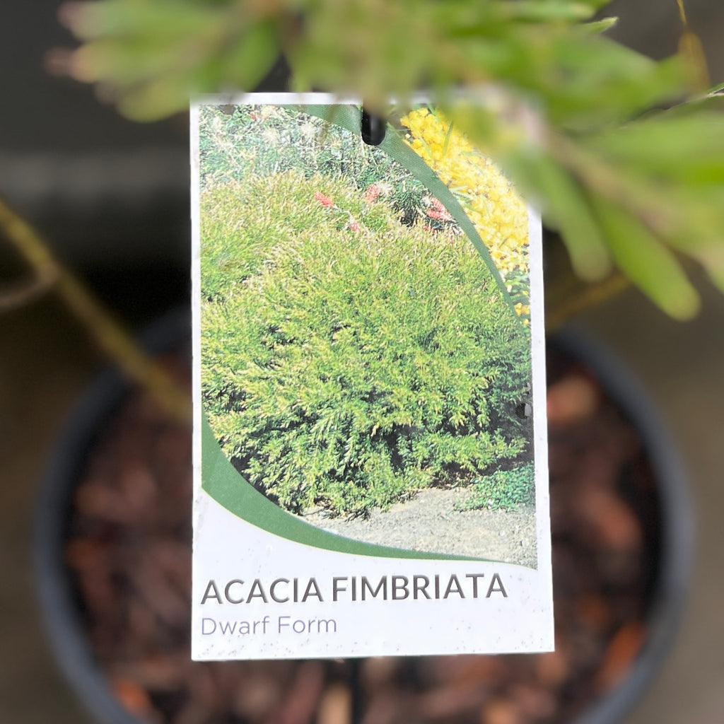 Acacia Fimbriata Dwarf - 20cm Pot