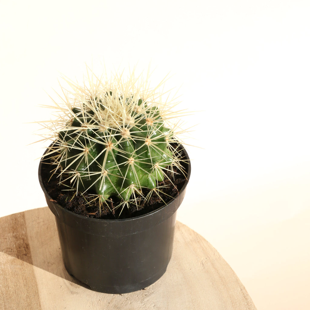 Echinocactus Grusonii - 9.5cm Pot