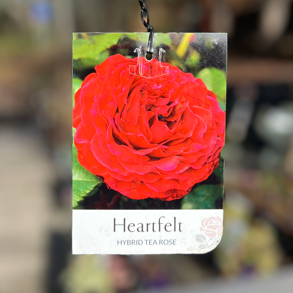 Bush Rose Heartfelt - 20cm Pot