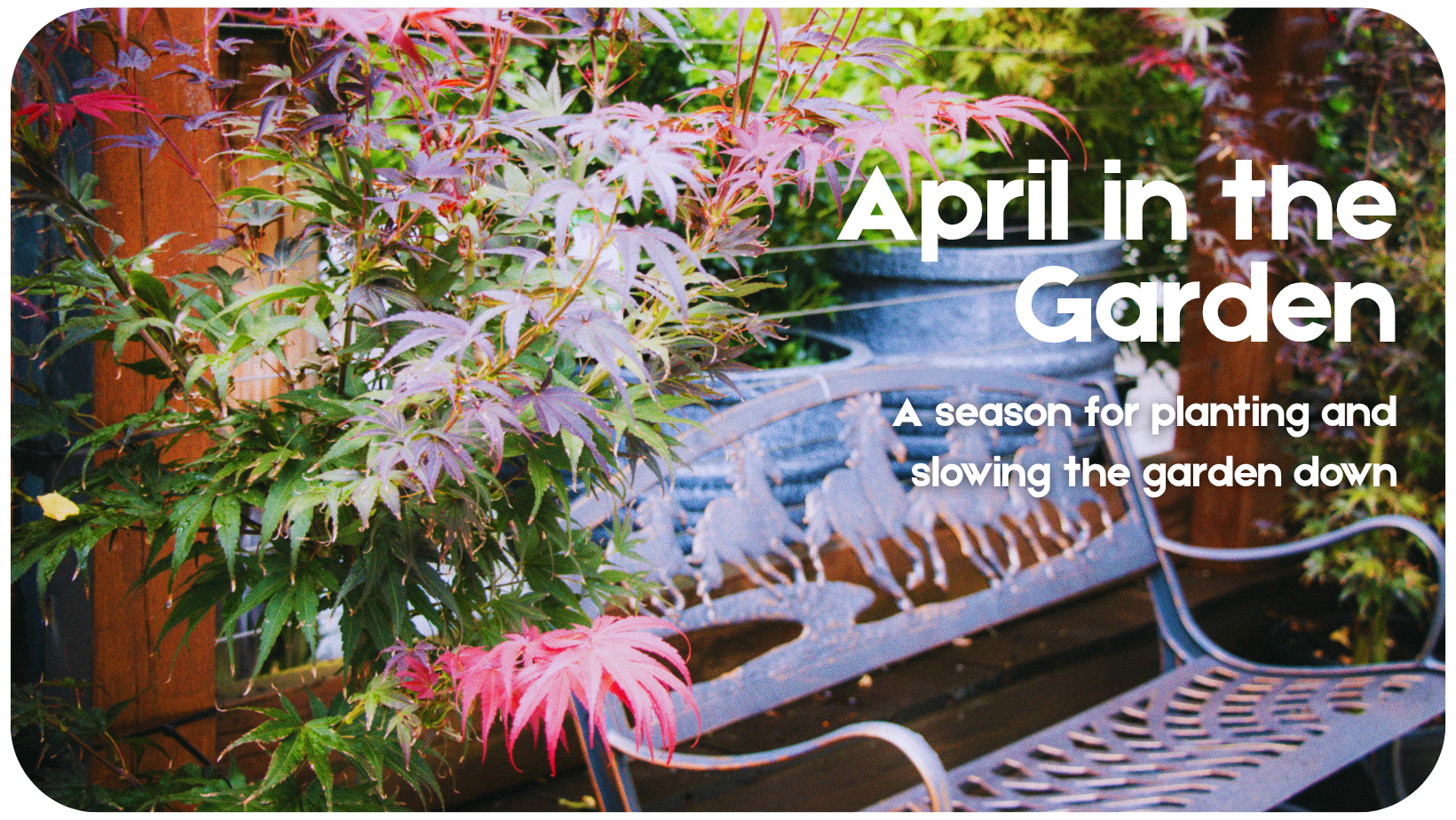 Creating a calm, cohesive garden