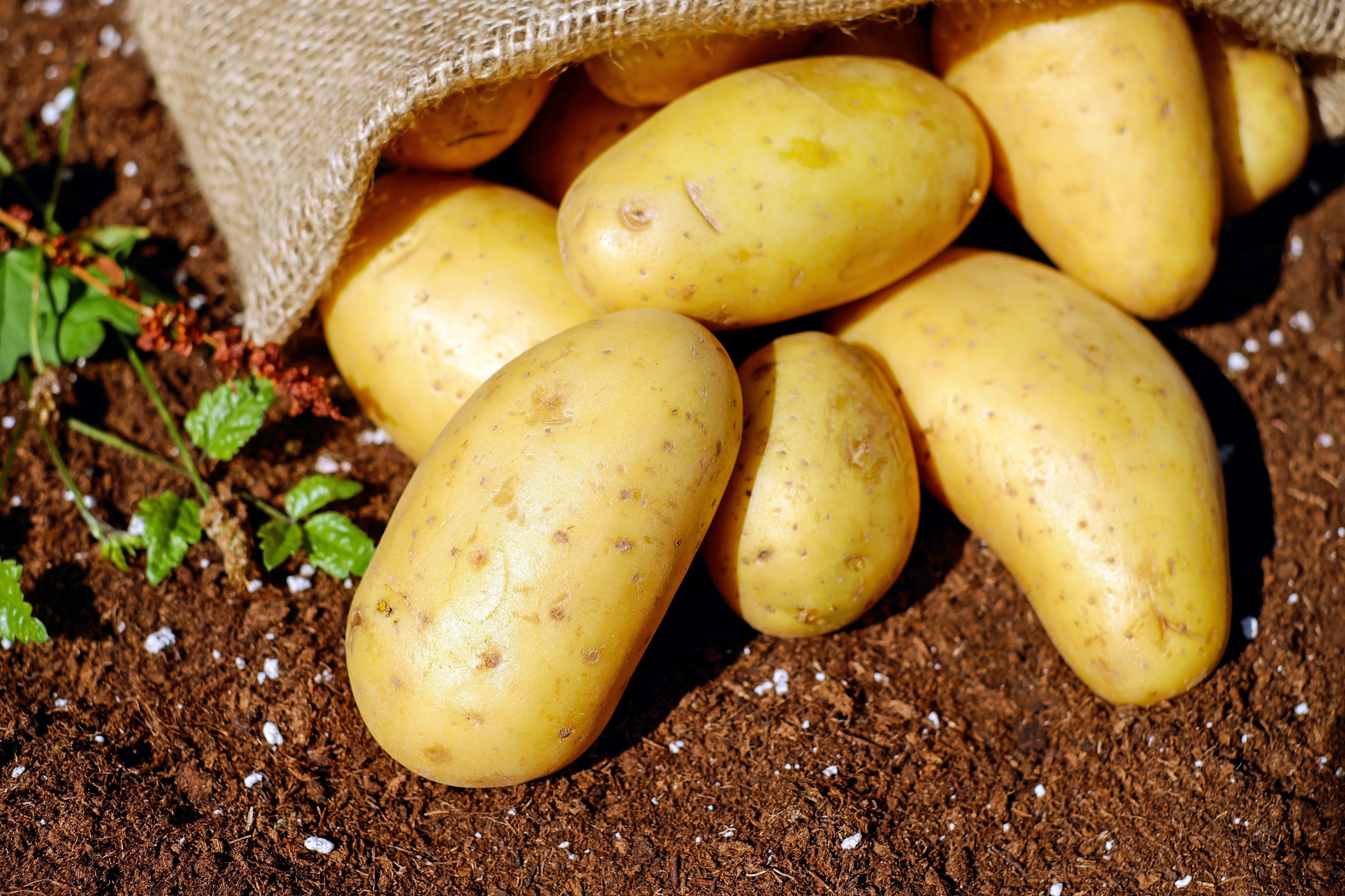 How to Grow Potatoes