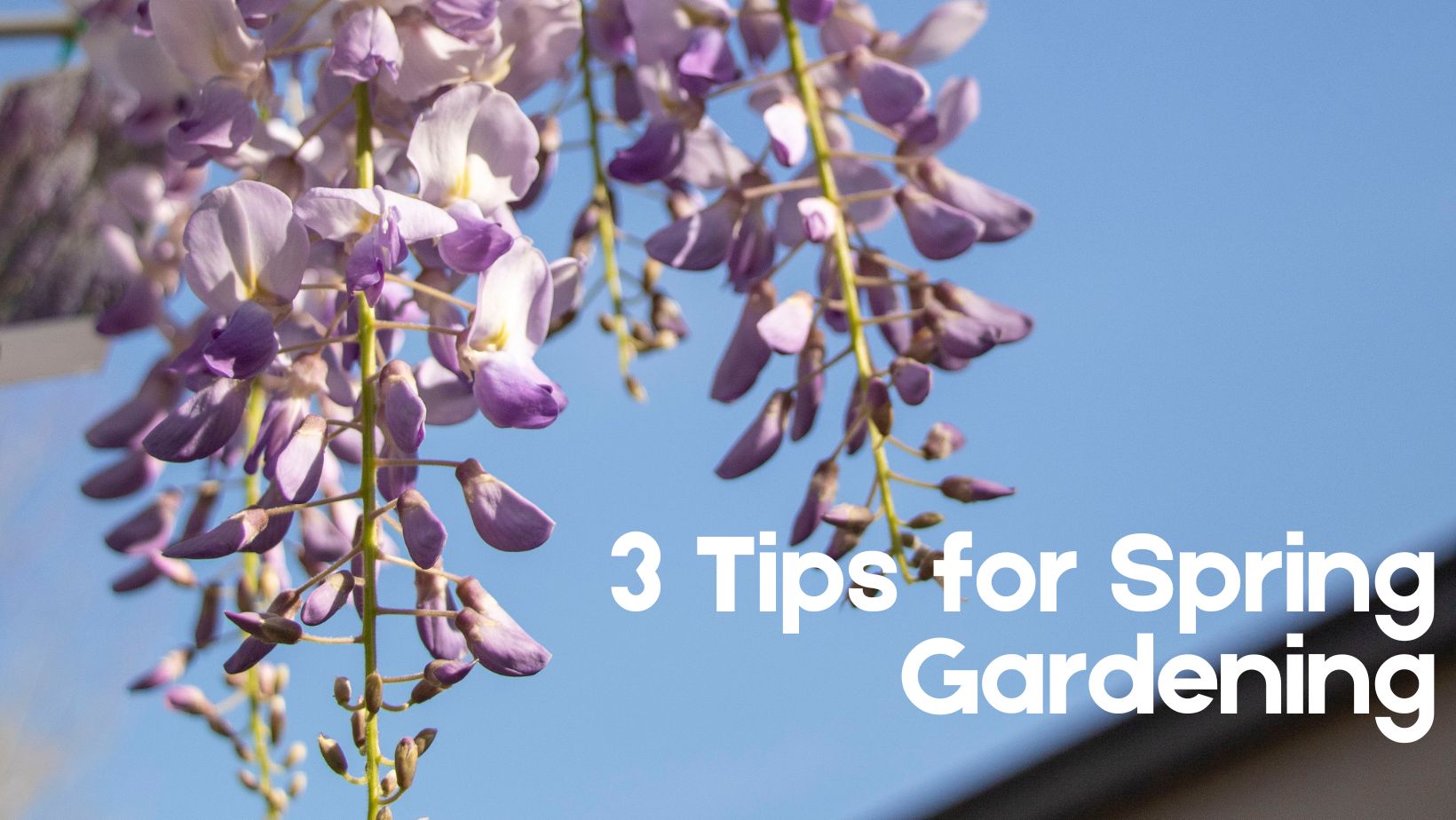 Revitalize Your Garden: 3 Tips to Thrive this Spring