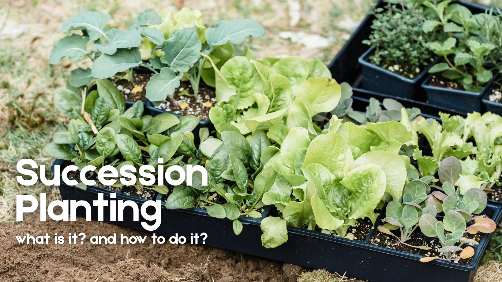 Succession planting: the secret to a veggie patch that keeps on giving