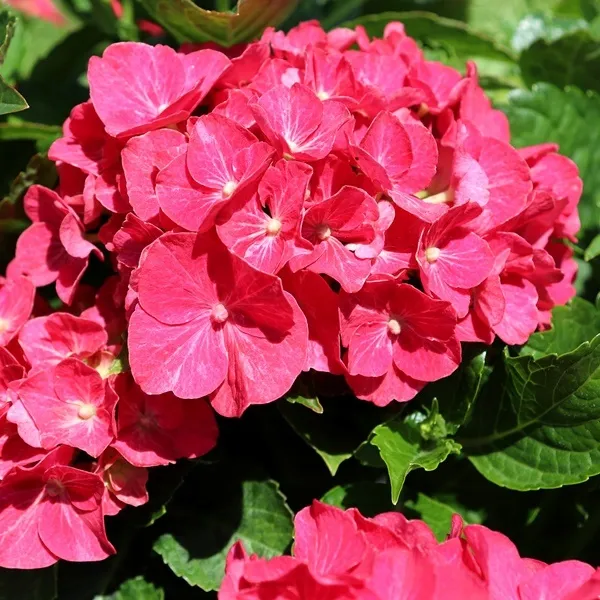 Hydrangeas - Classic Flowering Shrubs for Summer Gardens | Warran Glen ...