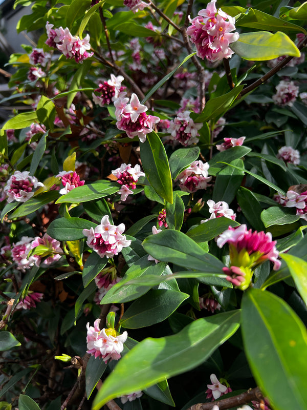 Daphne Odora - 14cm Pot