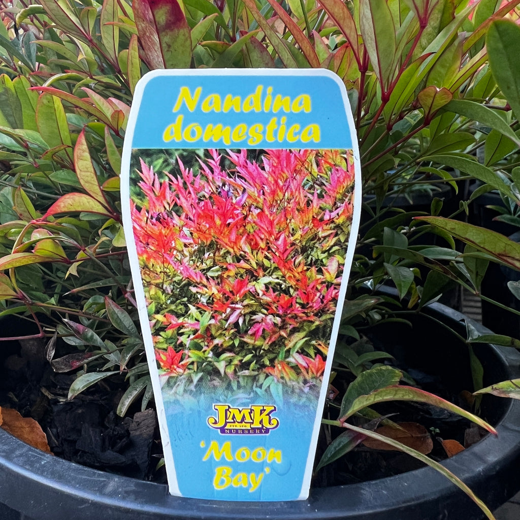 Nandina Moonbay - 20cm Pot