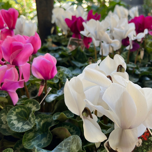 Tim Cyclamen - 14cm Pot