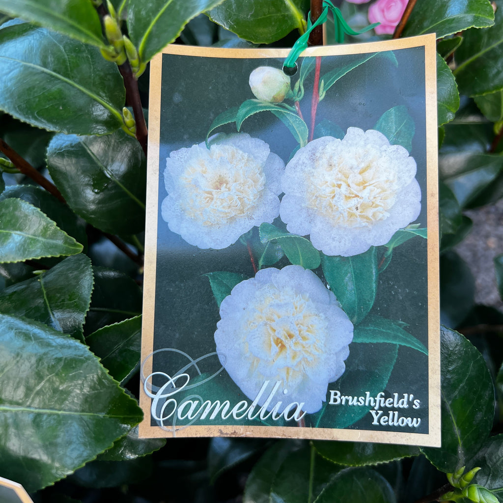 Camellia Brushfields Yellow - 20cm Pot