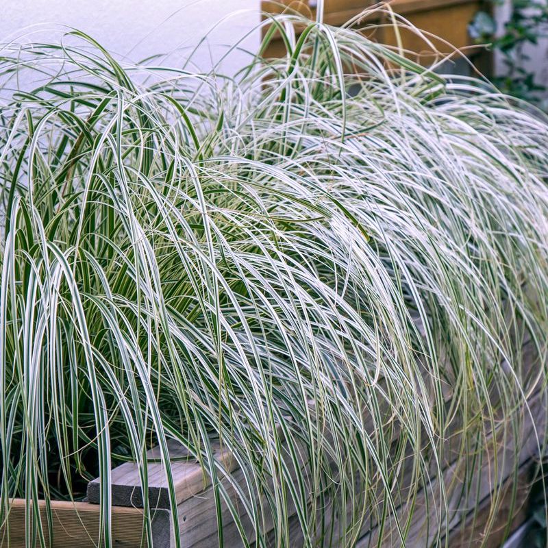 Carex Feather Falls - 14cm Pot