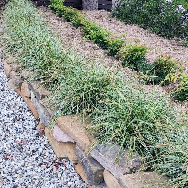 Carex Feather Falls - 14cm Pot