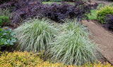 Carex Feather Falls - 14cm Pot