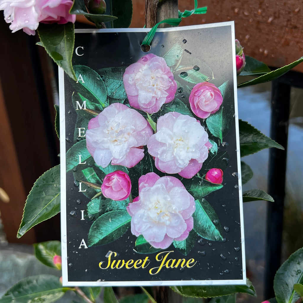 Camellia Sweet Jane - 25cm pot