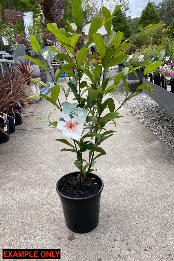 Magnolia Yunnanensis White Caviar - 20cm Pot