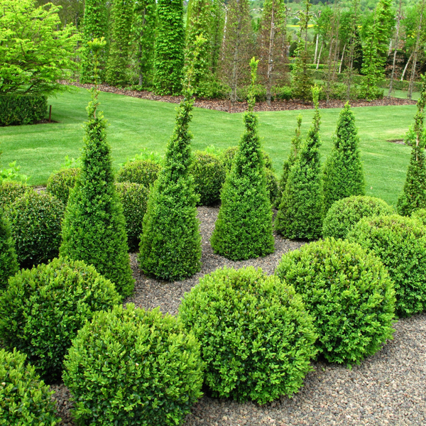 Buxus Ball - 33cm Pot