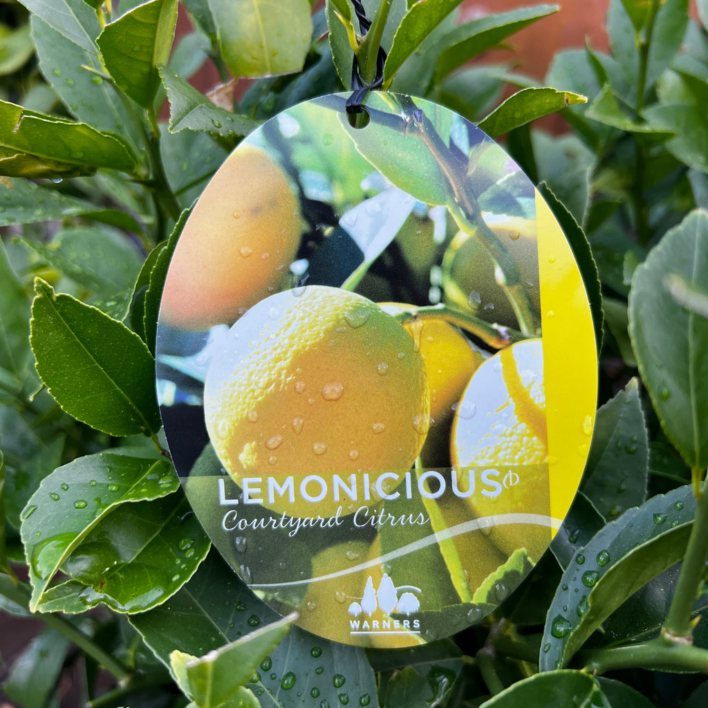 Courtyard Lemonicious - 25cm Pot