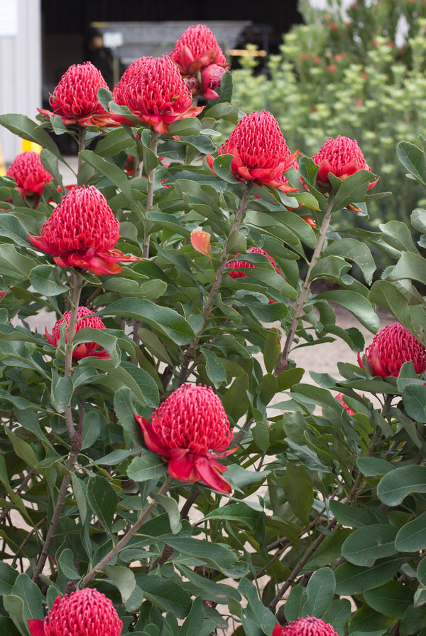 Telopea Shady Lady Crimson - 14cm Pot