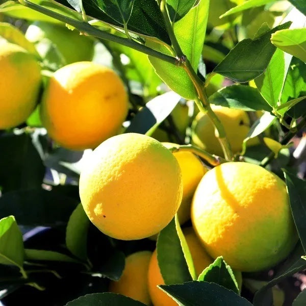 Citrus Lemonicious - 20cm Pot