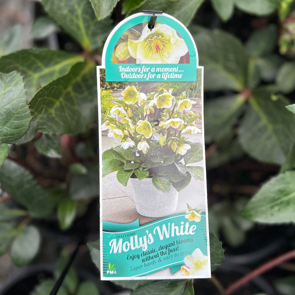 Hellebore Molly's White - 18cm Pot