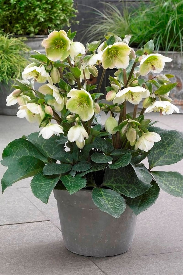 Hellebore Molly's White - 18cm Pot