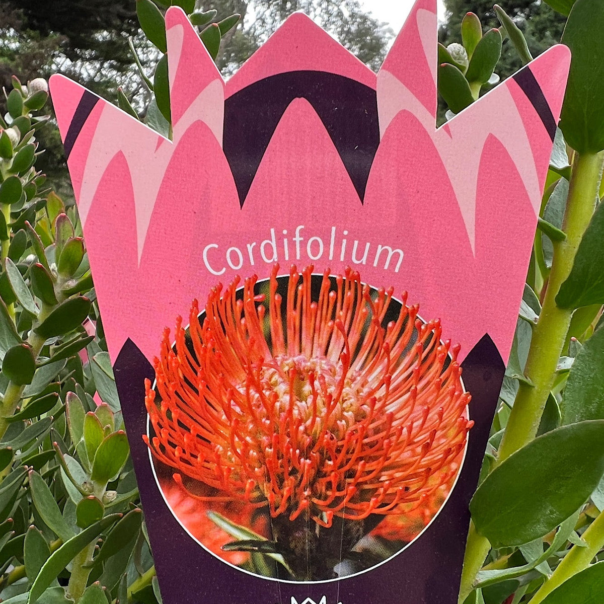 Leucospermum Cordifolium - 14cm Pot