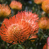 Leucospermum Cordifolium - 14cm Pot