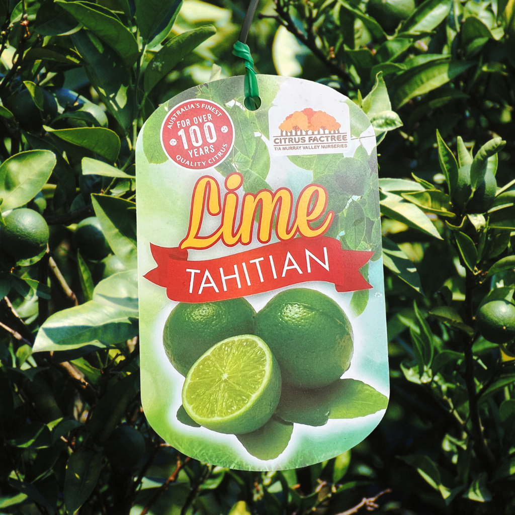 Espaliered Lime Tahitian - 33cm Pot
