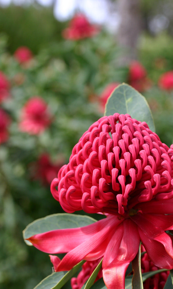 Telopea Shady Lady Red - 14cm Pot