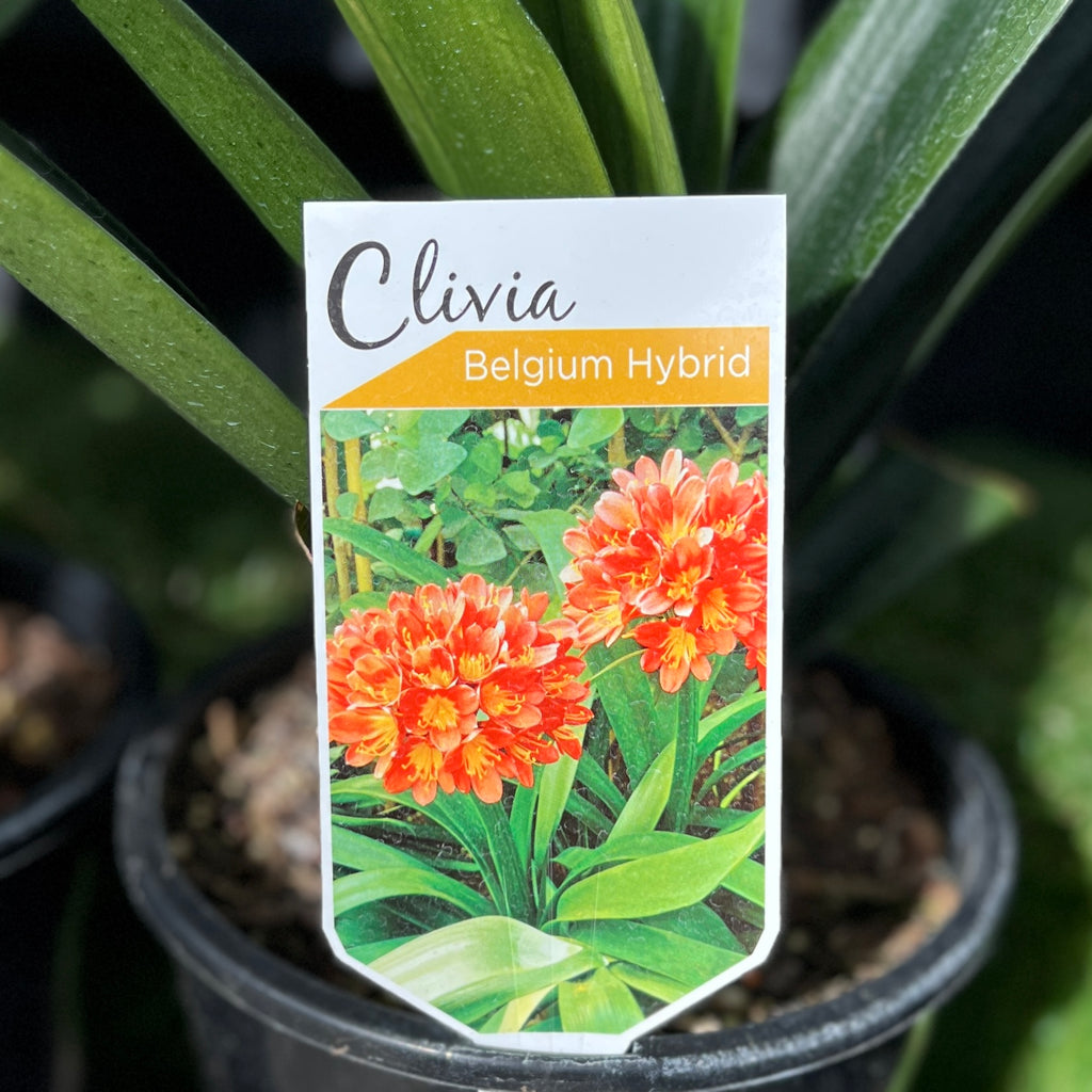 Clivia Miniata Belgium Hybrid - 12cm Pot