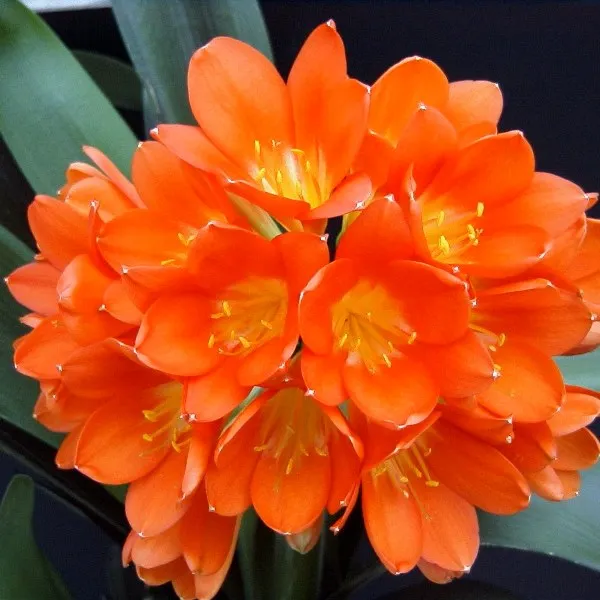 Clivia Miniata Belgium Hybrid - 12cm Pot