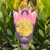 Leucadendron Summer Sun - 14cm Pot