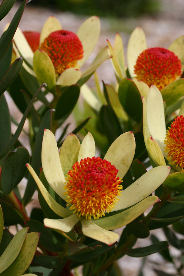 Leucadendron Summer Sun - 14cm Pot