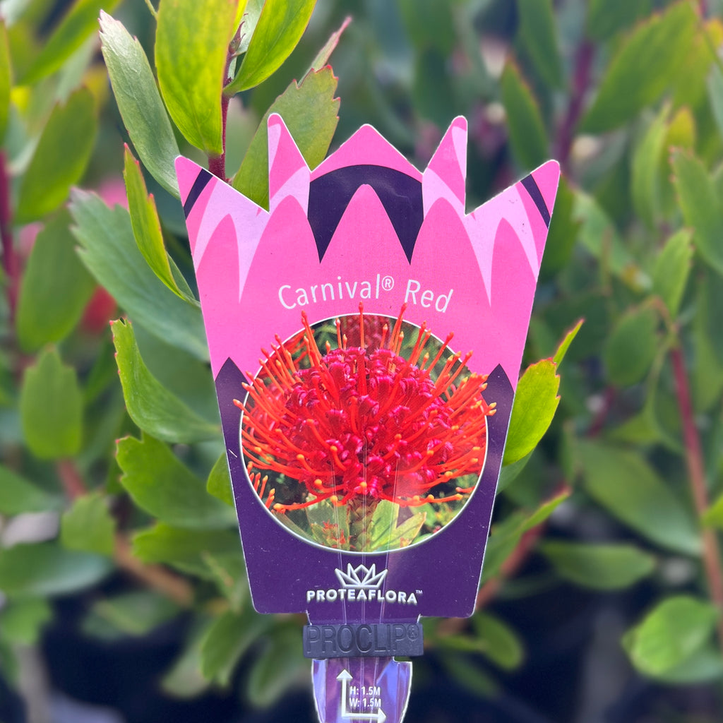 Leucospermum Carnival Red - 14cm Pot