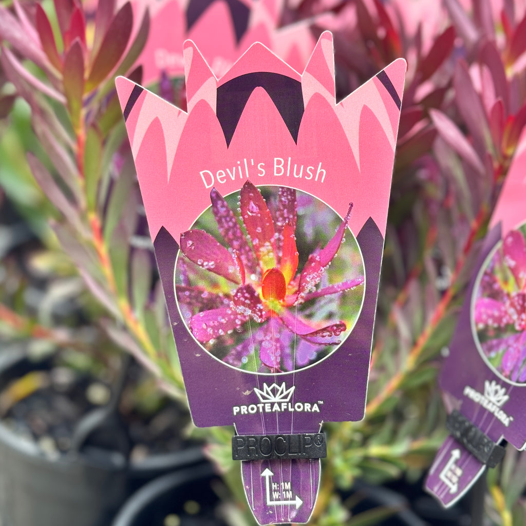 Leucadendron Devils Blush - 14cm Pot