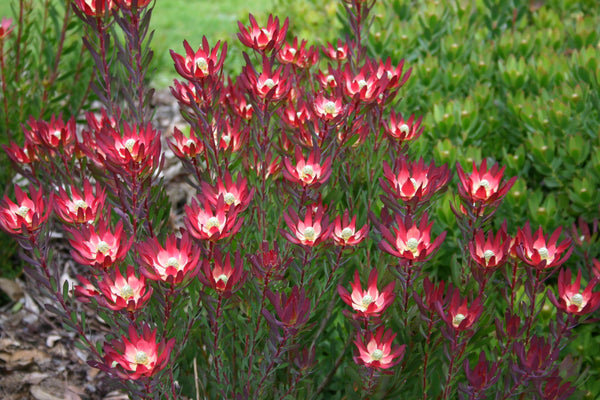 Leucadendron Devils Blush - 14cm Pot