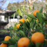 Cumquat Calamondin - 33cm Pot