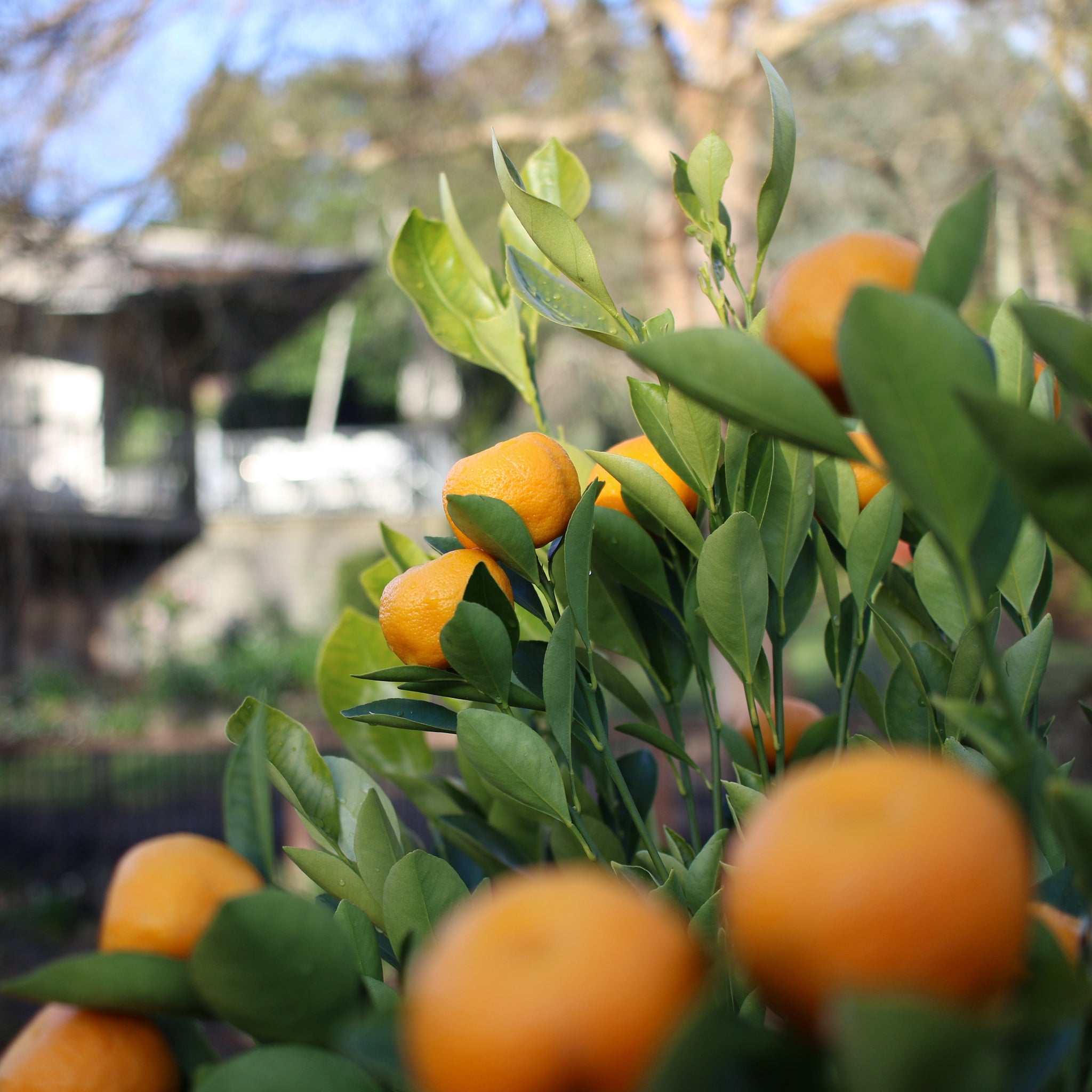 Cumquat Calamondin - 33cm Pot