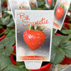 Strawberry Big Sweetie - 10cm Pot