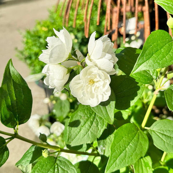 Philadelphus Mock Orange - 20cm Pot