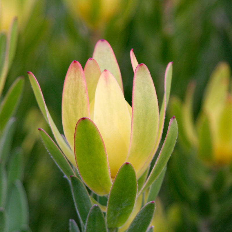 Leucadendron Winter Gold - 14cm Pot