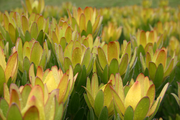 Leucadendron Winter Gold - 14cm Pot