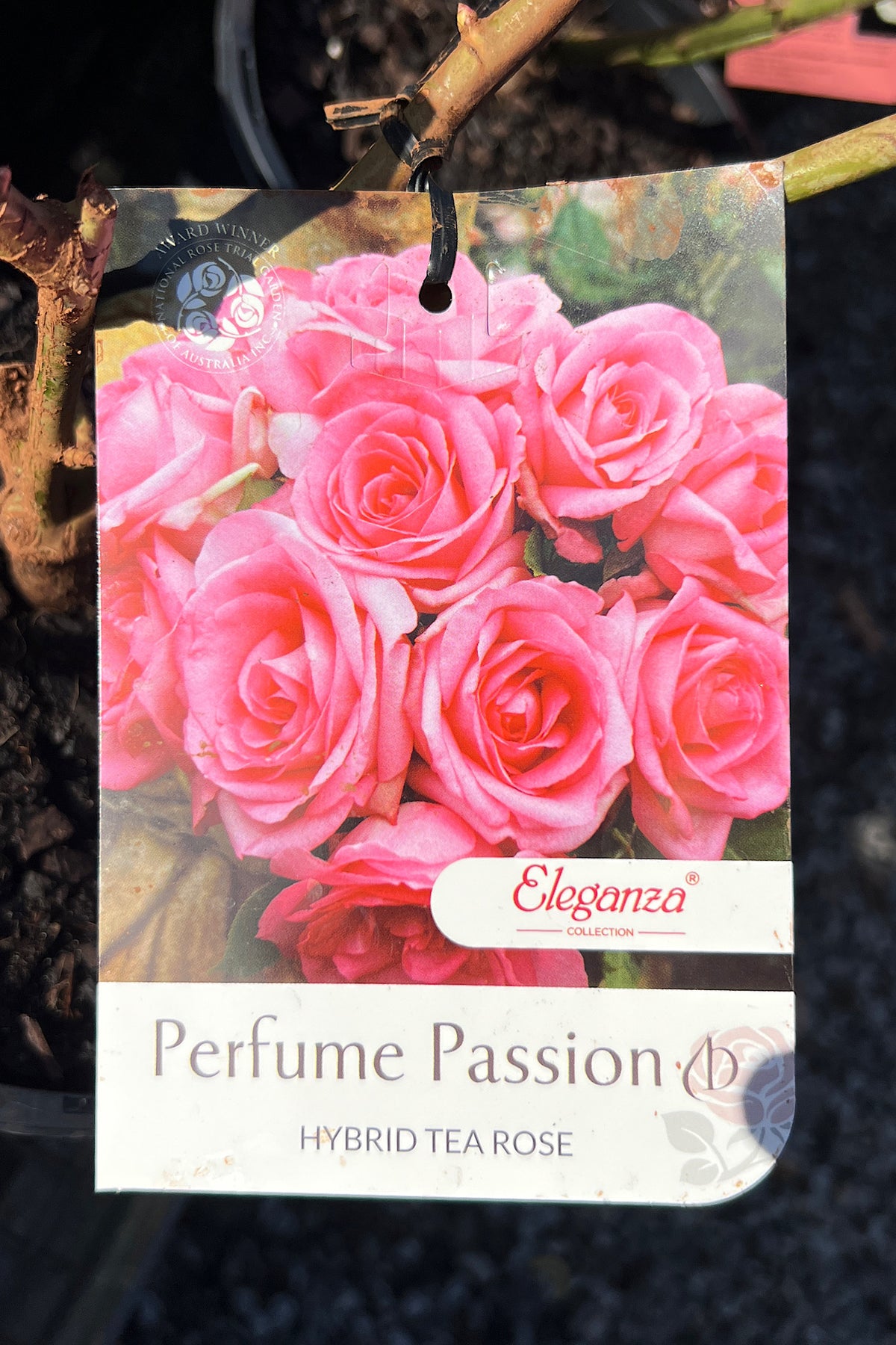 Standard Rose Perfume Passion - 25cm Pot