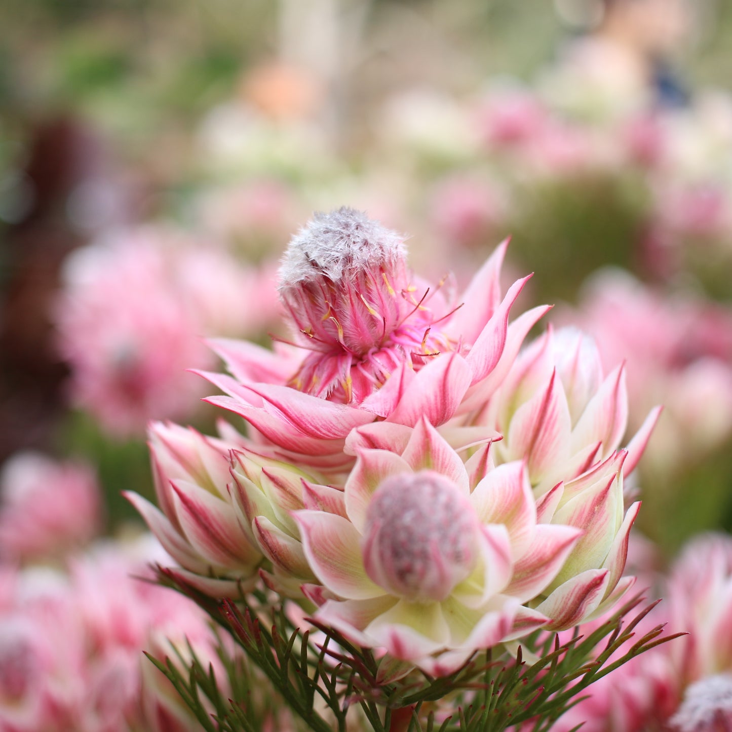 Serruria Pretty N Pink - 14cm Pot
