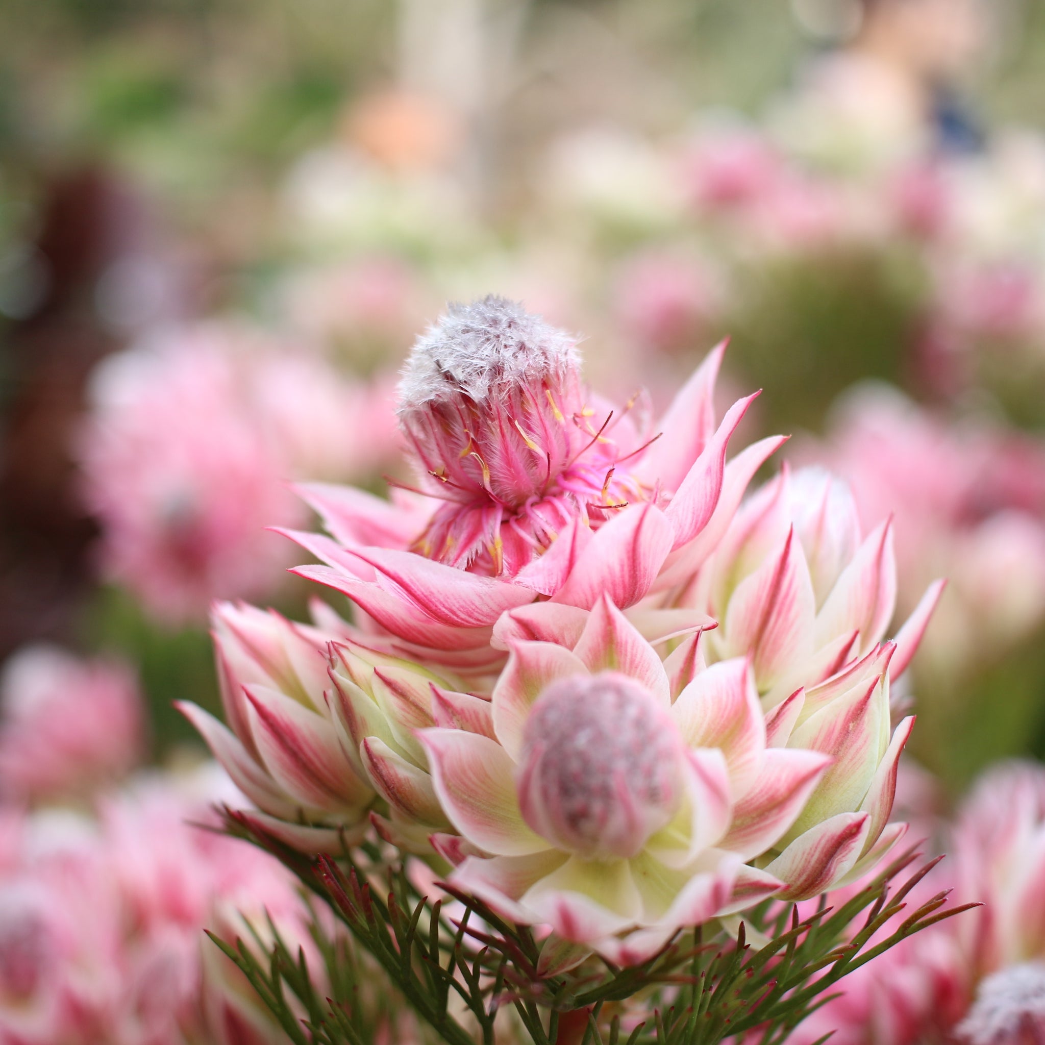 Serruria Pretty N Pink - 14cm Pot