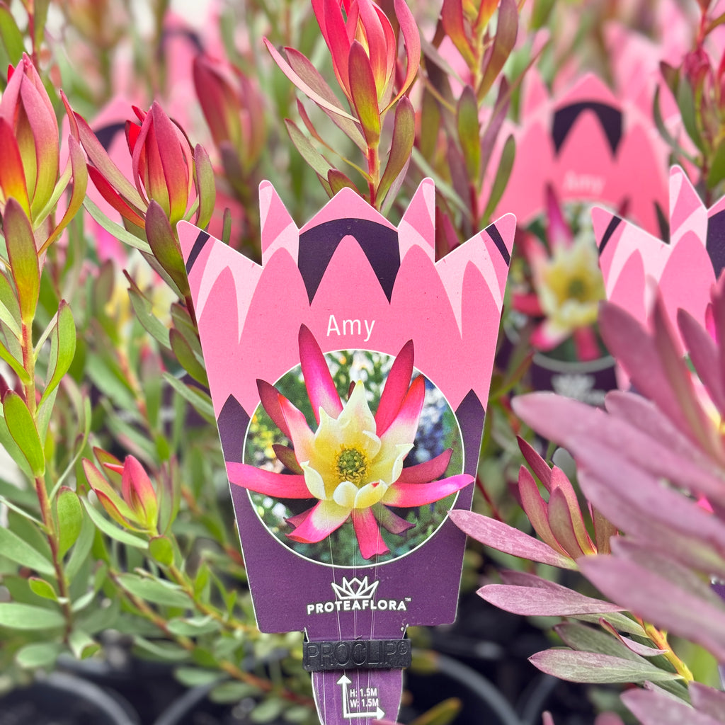 Leucadendron Amy - 14cm Pot